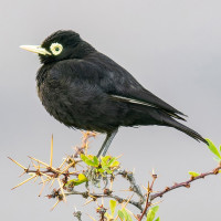 Spectacled Tyrant